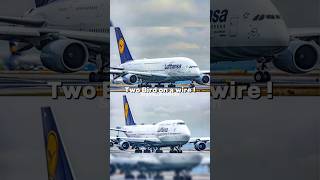 Two Birds On A wire Funny 😂 shorts aviation plane funny [upl. by Sidonius]