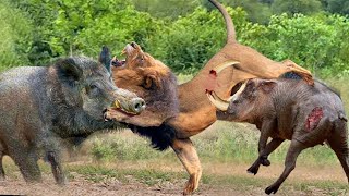 Warthog family joins forces to attack lions wild animal attack [upl. by Hew]