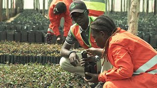 Regreening Angola raising tree seedlings and awareness for reforestation [upl. by Oirevas894]