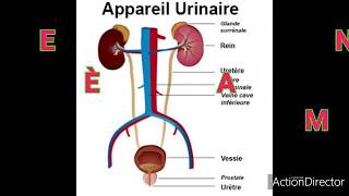 Anatomie de système urinaire [upl. by Carbone]