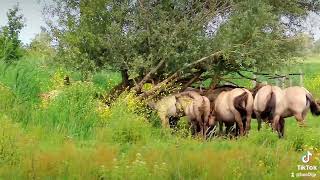 konikpaarden Oostvaardersplassen [upl. by Anella]