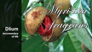 Nutmeg Myristica fragrans  part 1 [upl. by Naujet420]