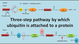 Ubiquitination of proteins [upl. by Dremann]