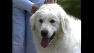 Kuvasz  AKC Dog Breed Series [upl. by Sueahccaz]