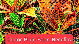 Croton Garden Plant Benefits [upl. by Bravin]