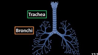 Trachea and bronchi [upl. by Ahsinod]