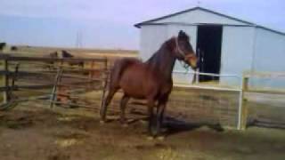 Morgan horse mare Dancer trot big [upl. by Archibaldo]