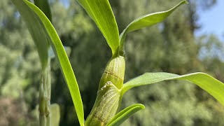 Dendrobium nobile orchidee verpotten en verzorgen repotting and care orchids dendrobium [upl. by Witkin]