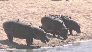 Hippopotamuses and Redbilled Oxpeckers [upl. by Inaluahek413]