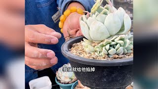 多肉植物掰叶片或者掐心先确保根系好，土壤营养足！ [upl. by Etep288]