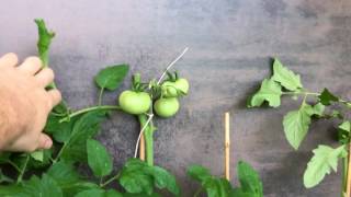 Tomaten Standort Balkon Garten  Unterschied [upl. by Misha61]