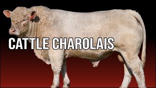 🔴 Are CHAROLAIS Cattle Docile  Biggest Bulls And Cows [upl. by Aratak]