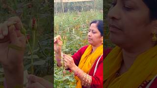 One of the technique in Rose cultivationDisbudding గులాబీRosefarming shortfeedtricksytshorts [upl. by Fowkes]