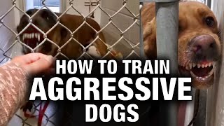 How to Train Aggressive Dogs [upl. by Hite]