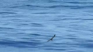 Bandrumped StormPetrel Oceanodroma castro aka Madeiran StormPetrel [upl. by Johann890]