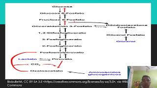 GLUCONEOGENESIS PATHWAY [upl. by Nyrem861]