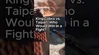 KING COBRA vs TAIPAN Who Would Win in a Fight Give Us Your Comment FactsMatter695 shorts snake [upl. by Leahicm911]