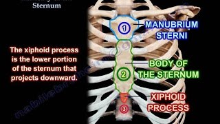 Anatomy Of The Sternum  Everything You Need To Know  Dr Nabil Ebraheim [upl. by Nelhsa]