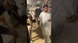 Bhatta Chowk Mandi 2024 bull eid shorts [upl. by Gausman575]