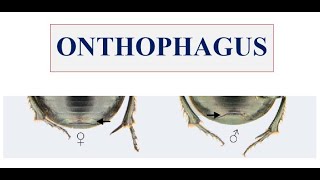 Onthophagus genus [upl. by Arabela]