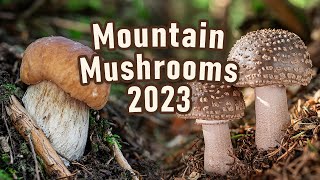 Mushroom Hunting  July 2023  Mountain Mushrooms  Boletus edulis  Cep  Funghi porcini  Blusher [upl. by Bach103]