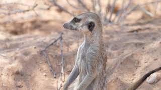 Meerkat Family Foraging in the Kalahari in South Africa 7K [upl. by Aicemak310]