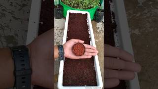 😲90 लोगों को पता नहीं होगा ये तरीका से dhaniya kaise lagaye  How to grow coriander faster [upl. by Annahvas]