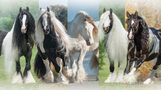 The Gypsy Vanner Horse Society [upl. by Ees]