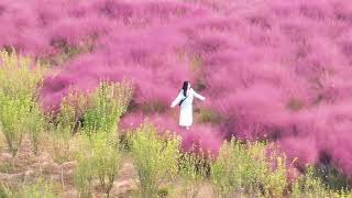 Muhlenbergia capillaris brings romance to Zhengzhous autumn [upl. by Kwasi]