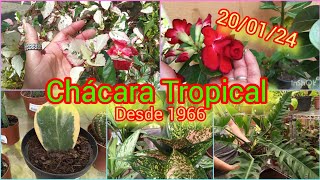 Chácara Tropical  Tour  Cash Full das Plantas plantasrarascalateiasfilodendrosmarantas [upl. by Brookes]