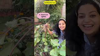 10 Vegetables to grow in shade  सब्जियाँ जो छाया में उगती हैं shorts [upl. by Alaehs]