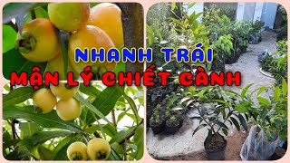 Cây Mận lý chiết cành nhanh trái  0386569374  Ngọc Ngân Bến Tre  Chuyên cây độc lạ [upl. by Ezeerb935]