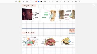 Anatomi Hidung Hidung luar Cavum Nasi Sinus Paranasal Kompleks Osteo Meatal Plexsus [upl. by Anirdna]