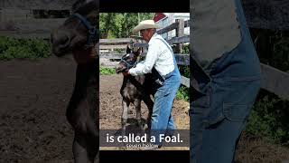 What is the difference foal colt filly horse babyanimals babyhorse harness ranch farming [upl. by Korff]