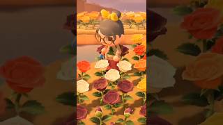 Catching a stringfish in ACNH and completing my fish collection acnh animalcrossingnewhorizons [upl. by Vitus251]