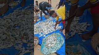 Fishing at varca Beach part 2 shorts goa varcabeach benaulimbeach [upl. by Wrench]