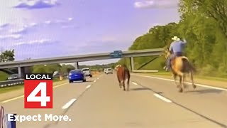 Cow lassoed while running through traffic in middle of I75 in Oakland County [upl. by Ellehcer]