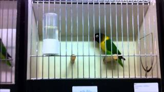 BVA Masters 2011 part 2 of 5  Lovebird International Show [upl. by Hendren]