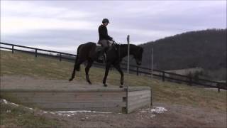 Pele Schooling at Morningside Training Farm [upl. by Geraldine610]