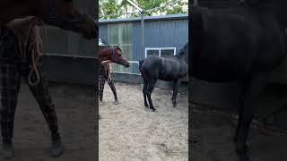 Horse Breeding season short video horse bmhorse horserider horses [upl. by Davena]