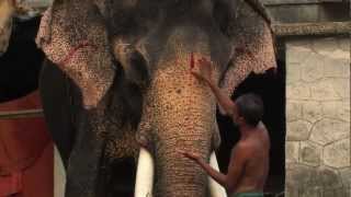 LIFE SIZE MEMORIES  Elephants in true colors Trailer Cinema [upl. by Pressey]