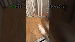 I HAVE AN ELEVATOR INSIDE MY HOUSE showing my cat a tour 🫣🐱 [upl. by Aduh]