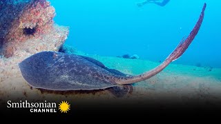 The Stinger on This Sting Ray Can Easily Kill You  Smithsonian Channel [upl. by Giraud]