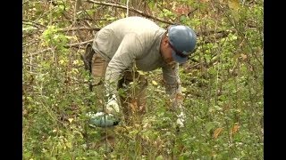 Bemidji Parks Department Removing Noxious Weeds To Help Native Plants [upl. by Einafats]