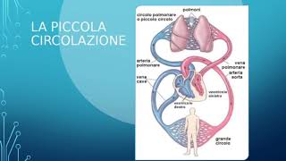 La CIRCOLAZIONE SANGUIGNA PICCOLO e GRANDE CIRCOLO [upl. by Winona23]