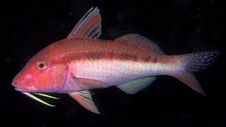 Facts The Goatfish [upl. by Blakeley745]