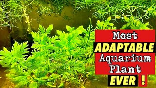 Water Wisteria Hygrophila difformis how to grow and WHY its the MOST ADAPTABLE Aquarium Plant EVER [upl. by Kirtley]