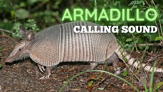 Armadillo Calling Sound [upl. by Bevers]