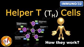 Helper T Cells TH1 cells TH2 cells TH17 cells TFH cells and Treg cells FLImmuno32 [upl. by Lesli]