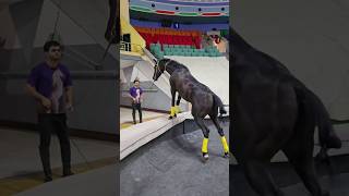 National Horse Training youtube horse horseriding ytshorts youtubeshorts shorts [upl. by Roz371]